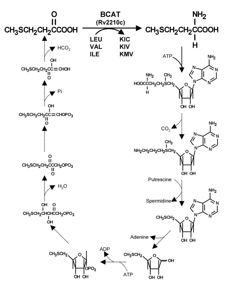 Branchedchain amino acid aminotransferase and methionine formation in