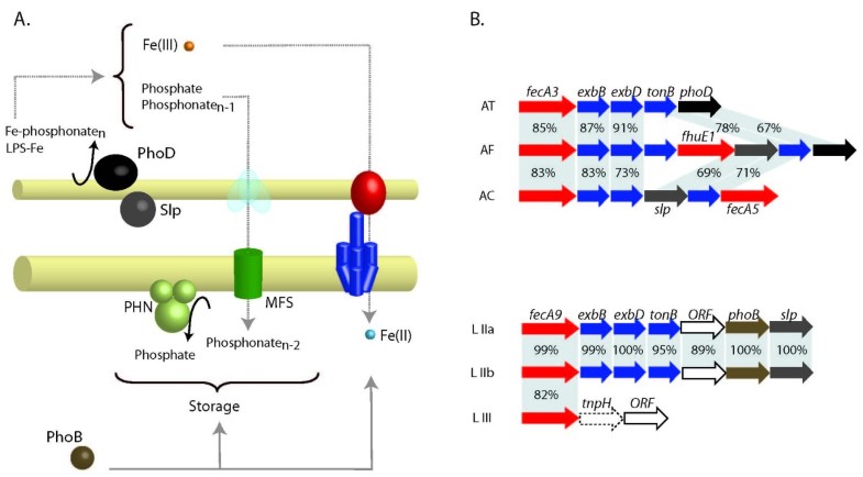 Microbial Iron Management Mechanisms In Extremely Acidic Environments 