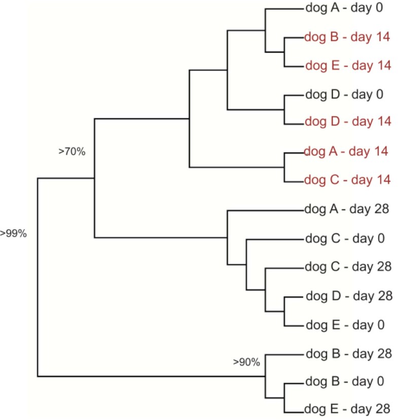 flagyl dog side effects allergy to flagyl symptoms
