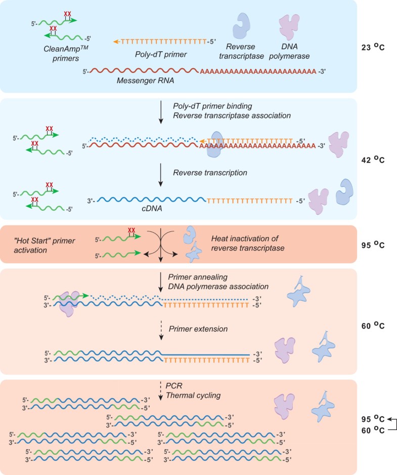 Selective control of primer usage in multiplex onestep reverse transcription PCR BMC