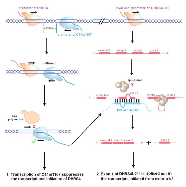 Bioinformatic analysis of the human DHRS4 gene cluster and a proposed ...