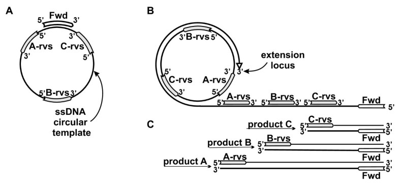 log2 r reverse rolling A for circle ramified amplification mechanism log2 r reverse rolling A for circle ramified amplification mechanism