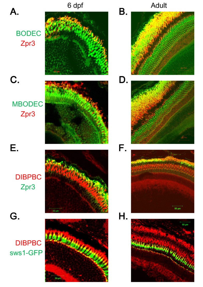 In vivo imaging of zebrafish retinal cells using fluorescent coumarin