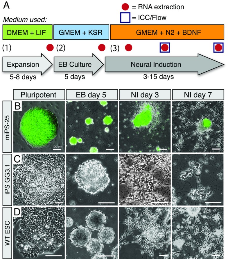 Extended passaging increases the efficiency of neural differentiation