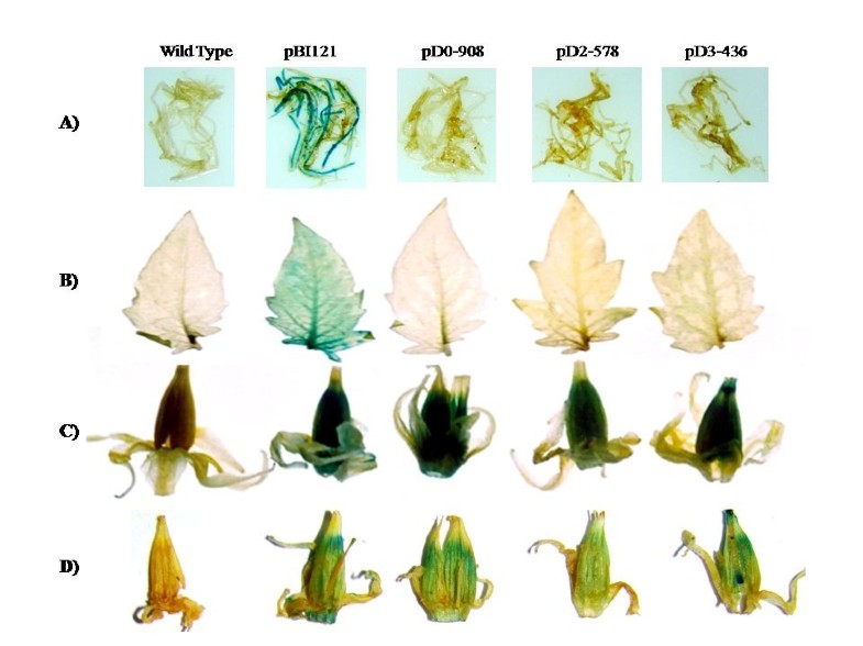 Isolation and functional characterization of Lycopene βcyclase (CYCB