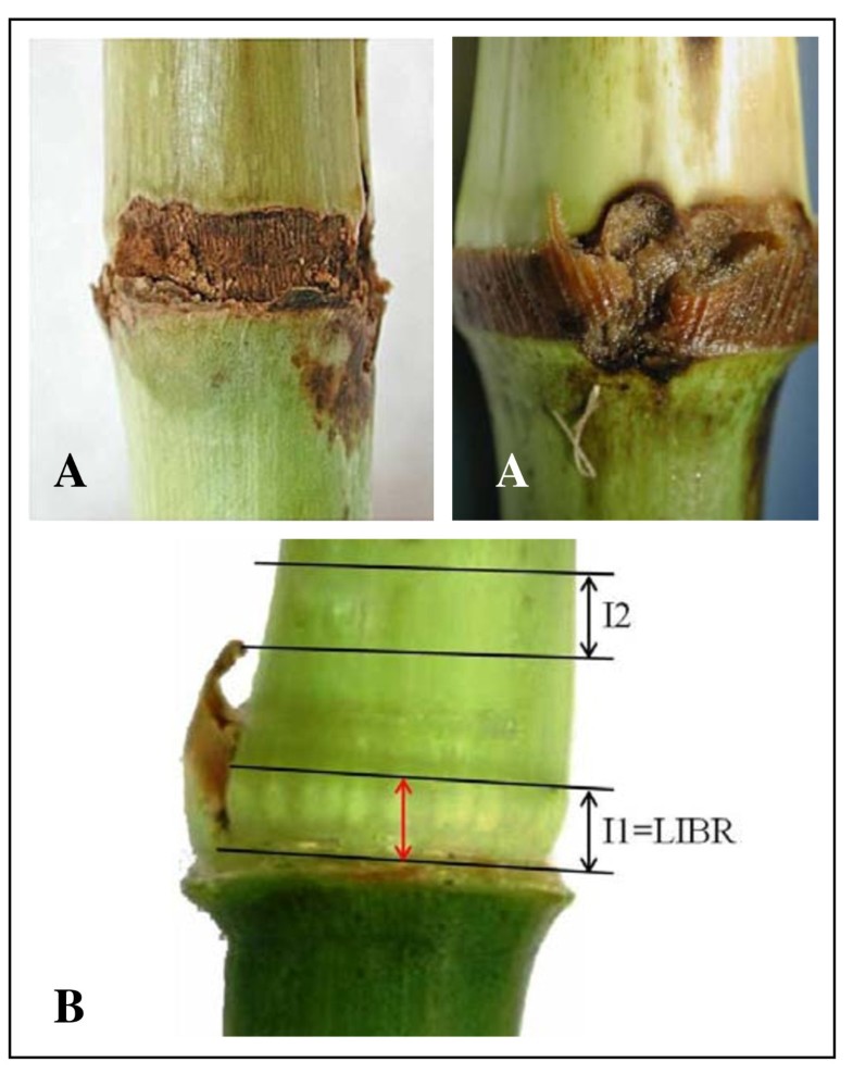 Is the basal area of maize internodes involved in borer