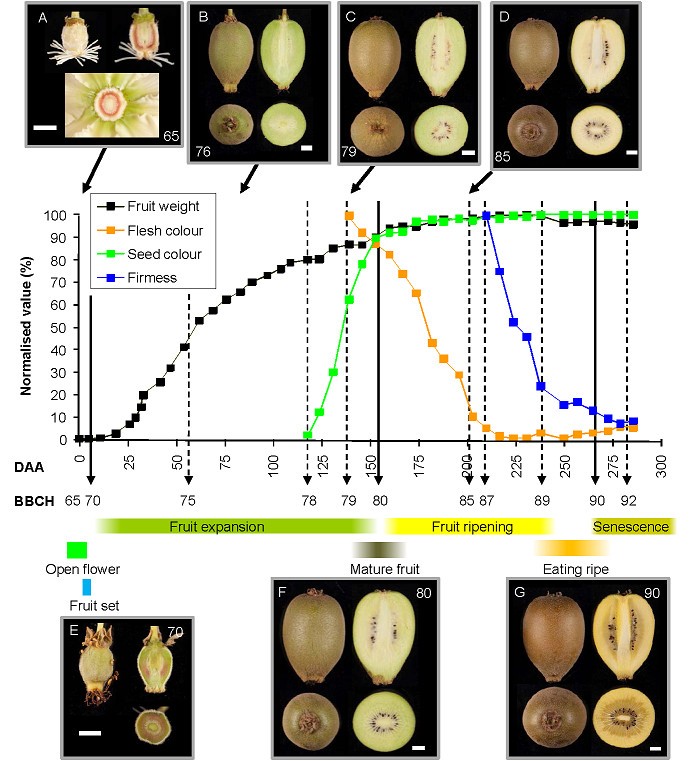 Fruit development of the diploid kiwifruit, Actinidia chinensis
