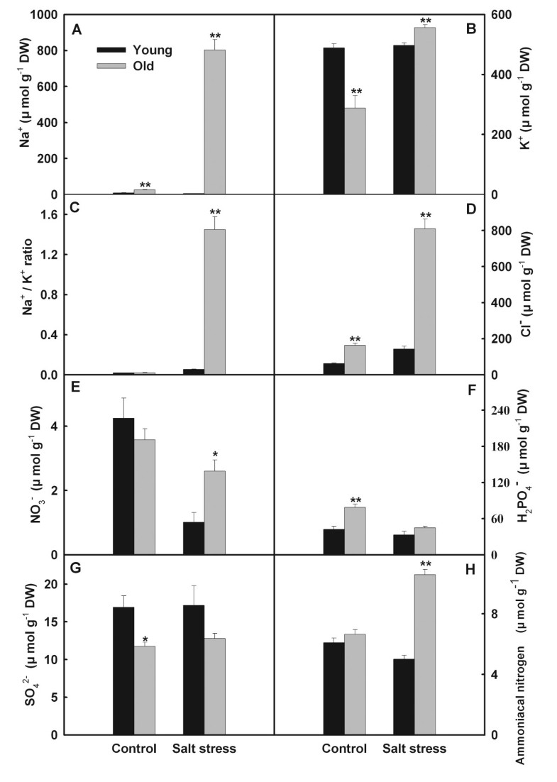 significant ratio t statistically ion Effects salt and of nitrogen stress balance on