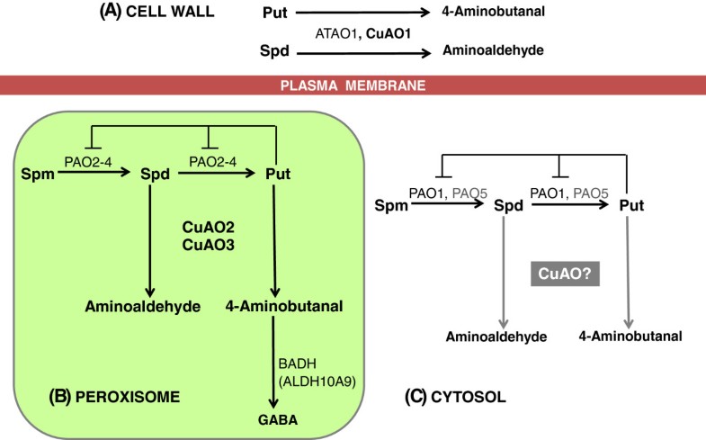 Copper-containing amine oxidases contribute to terminal polyamine