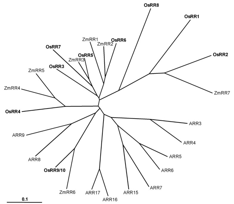 Molecular characterization and differential expression of cytokinin ... Biology Diagrams
