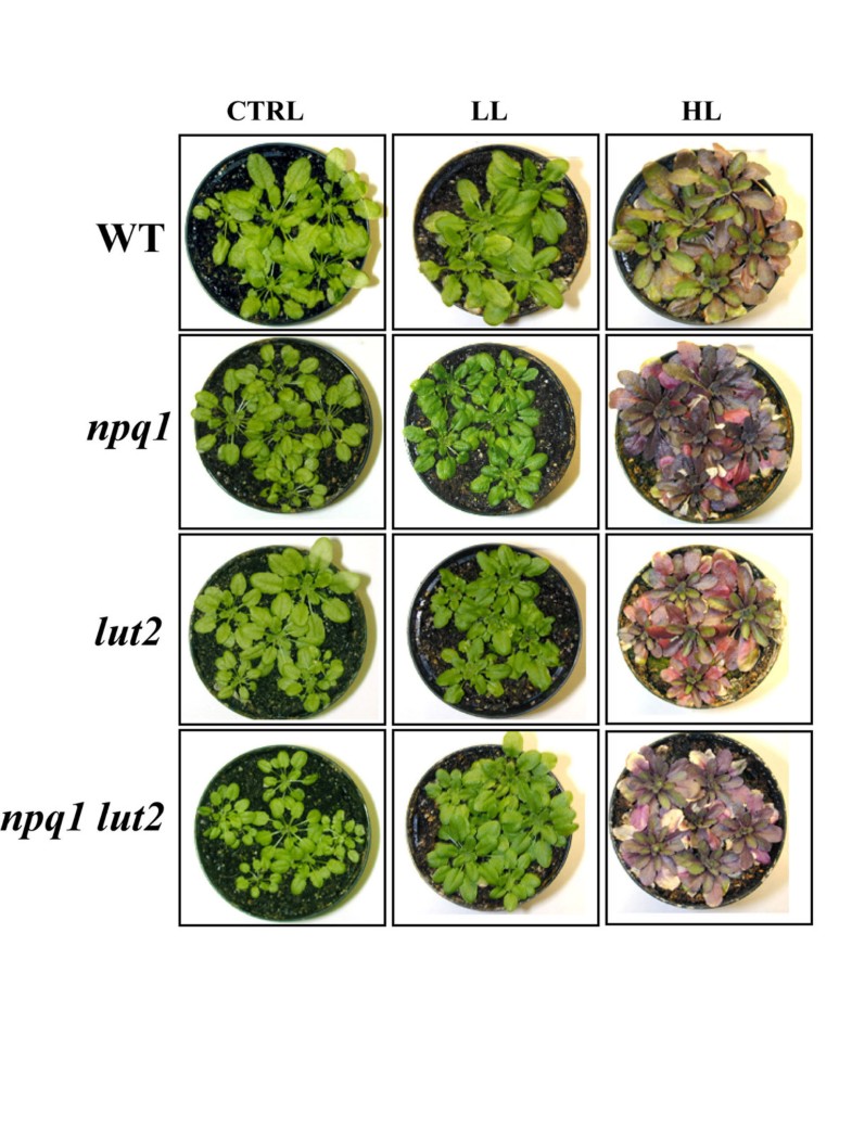 Lutein is needed for efficient chlorophyll triplet quenching in the