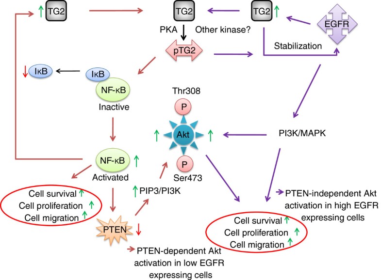 Phosphorylation of transglutaminase 2 (TG2) at serine-216 has a role in ...