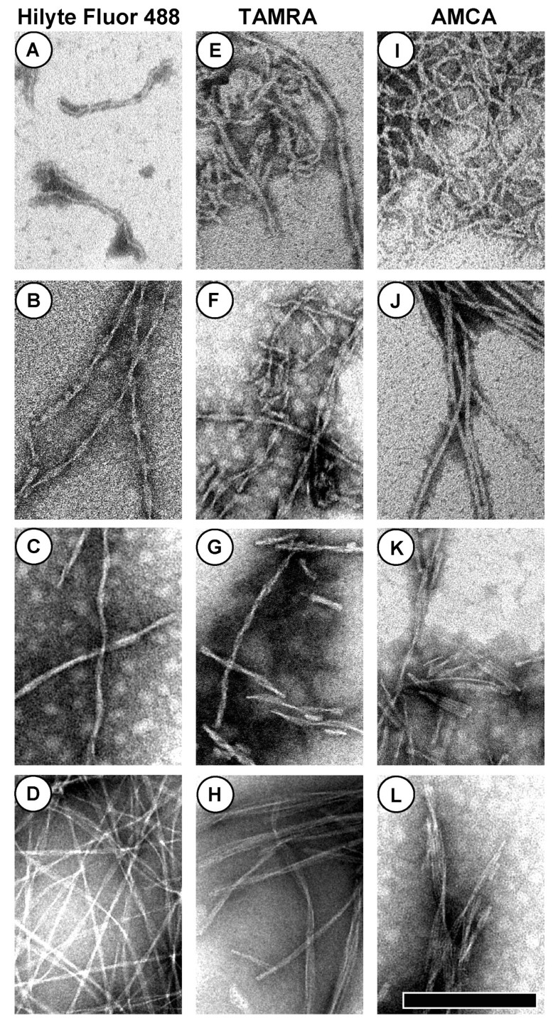 Transmission electron microscopy characterization of fluorescently ...