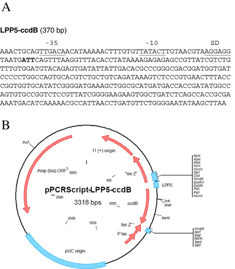 A new method to customize protein expression vectors for fast ...
