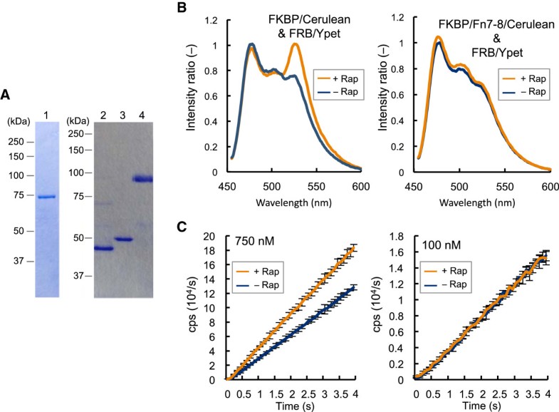Demonstration of proteinfragment complementation assay using purified firefly luciferase