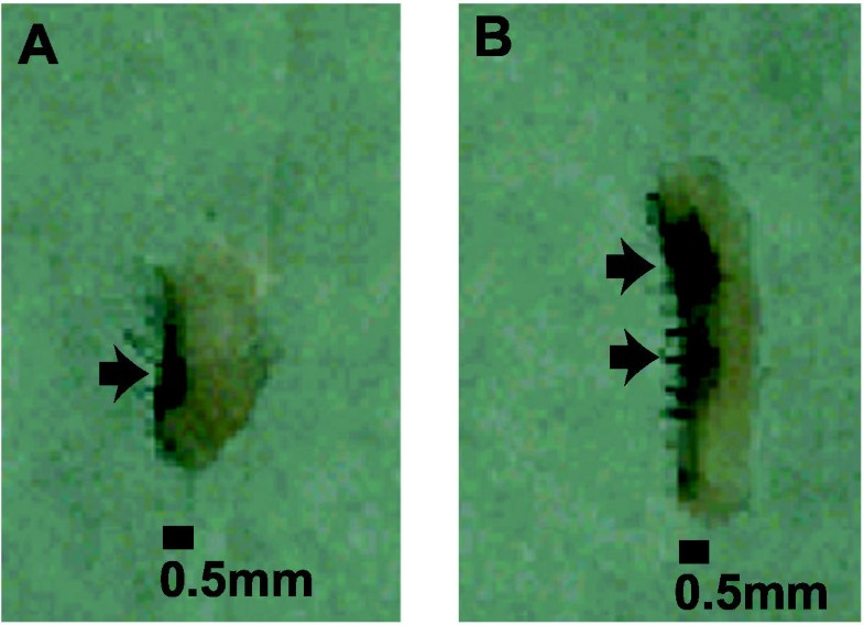 Lowvolume jet injection for intradermal immunization in rabbits BMC
