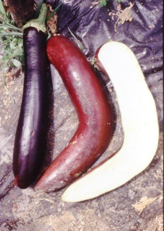 modified parthenocarpic eggplants improved fruit productivity under both greenhouse