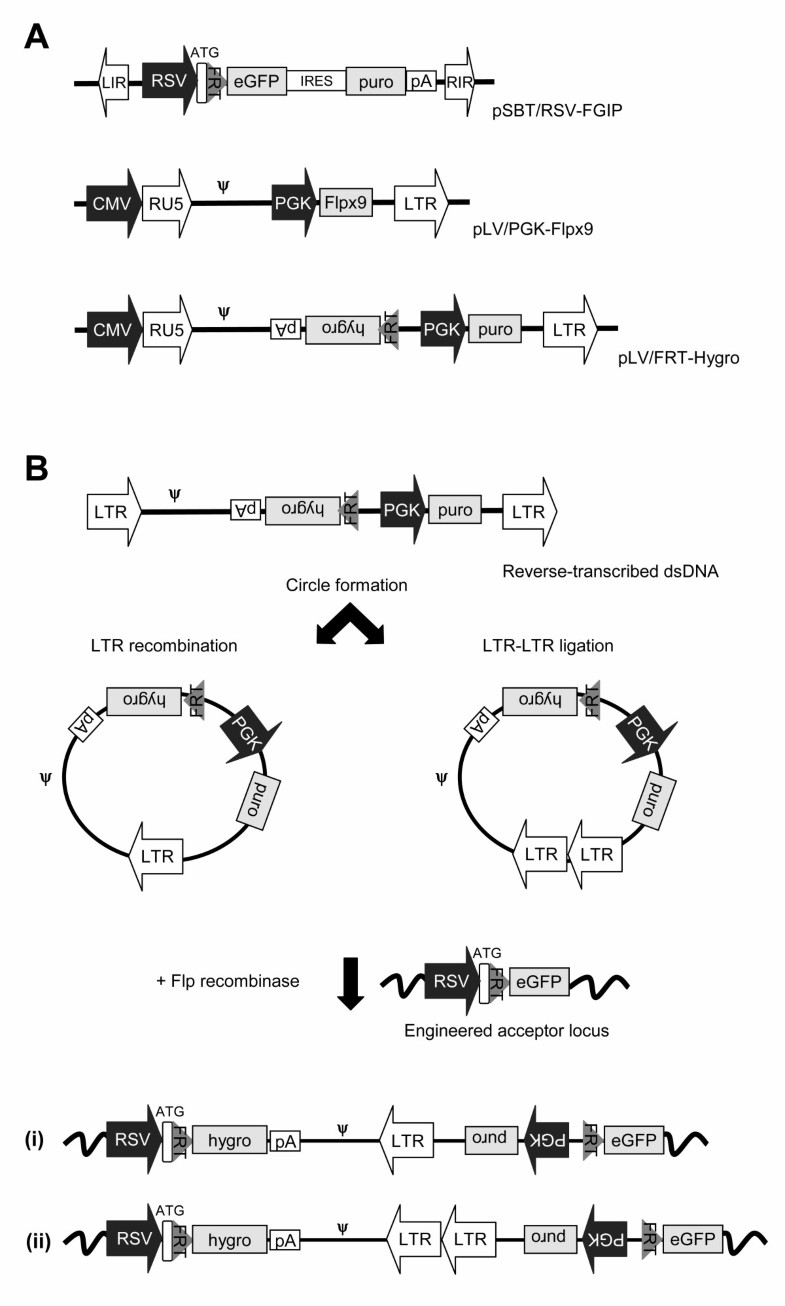Inserting gene into genome