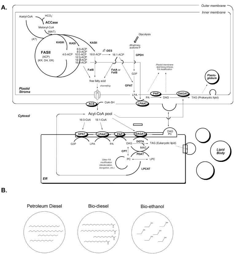 modifications of the metabolic pathways of lipid and triacylglycerol
