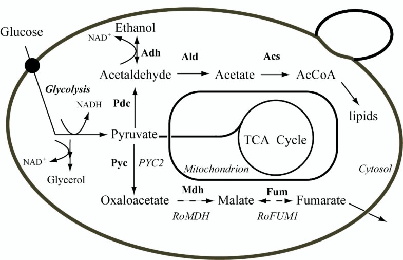 Reconstruction of cytosolic fumaric acid biosynthetic pathways in