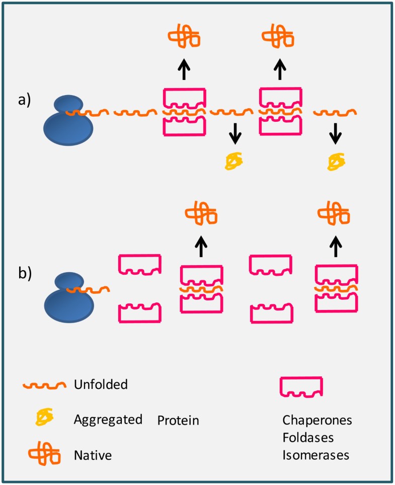 polypeptide production in E. coli towards a rational
