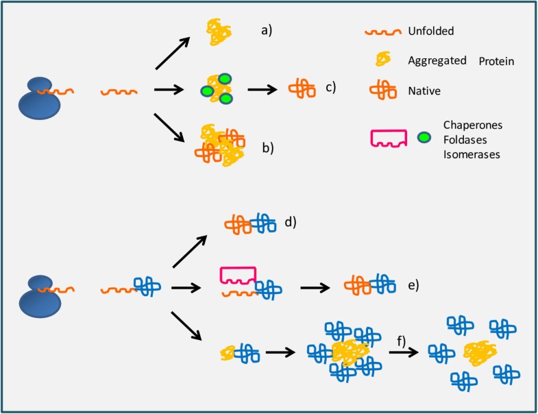 polypeptide production in E. coli towards a rational