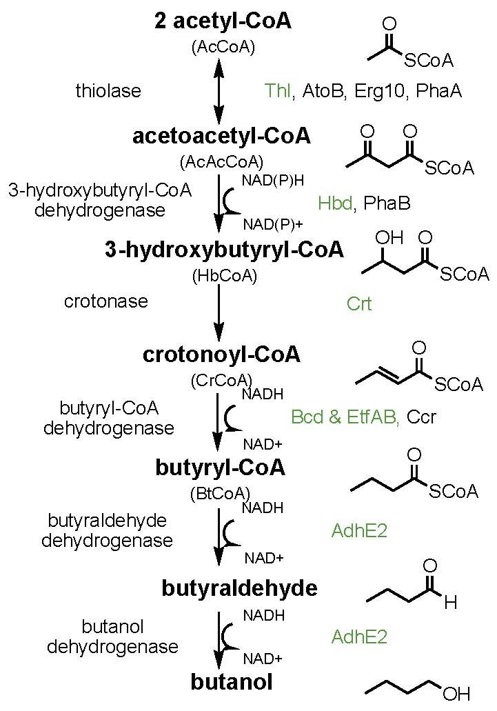 metabolic engineering of saccharomyces