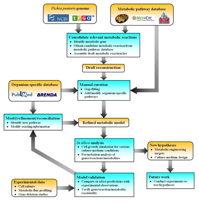 Genome-scale metabolic reconstruction and in silico analysis of