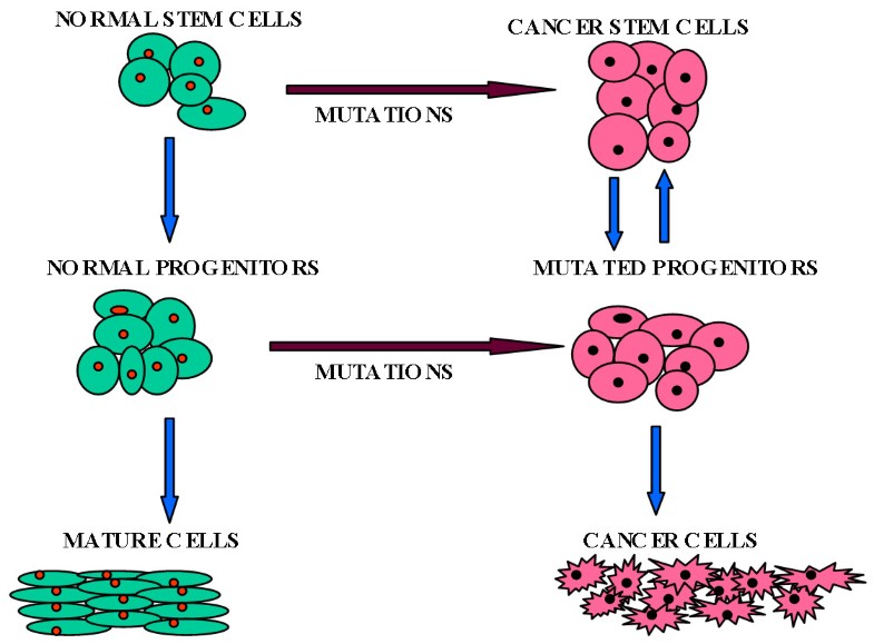 Role of stem cells in cancer therapy and cancer stem cells a review Biology Diagrams
