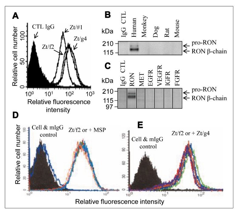 The monoclonal antibody Zt/f2 targeting RON receptor 