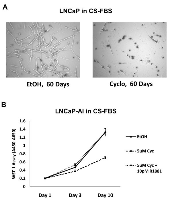 Hedgehog/Gli supports androgen signaling in androgen deprived and