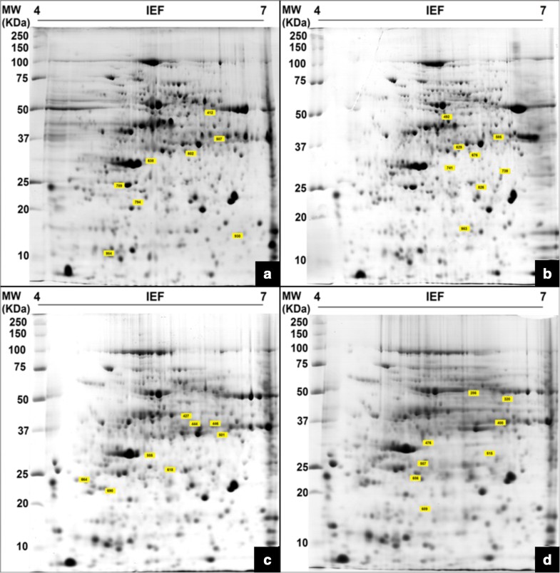 detection of genetically modified maize in Detection and quantification of genetically engineered crops genetically modified organisms (gmos) maize, cotton and canola. detection of genetically modified maize in Detection and quantification of genetically engineered crops genetically modified organisms (gmos) maize, cotton and canola.