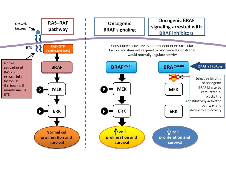 The role of BRAF V600 mutation in melanoma Journal of Translational