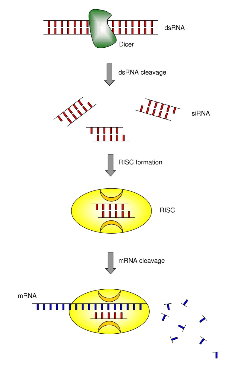 RNA interference learning gene knockdown from cell physiology