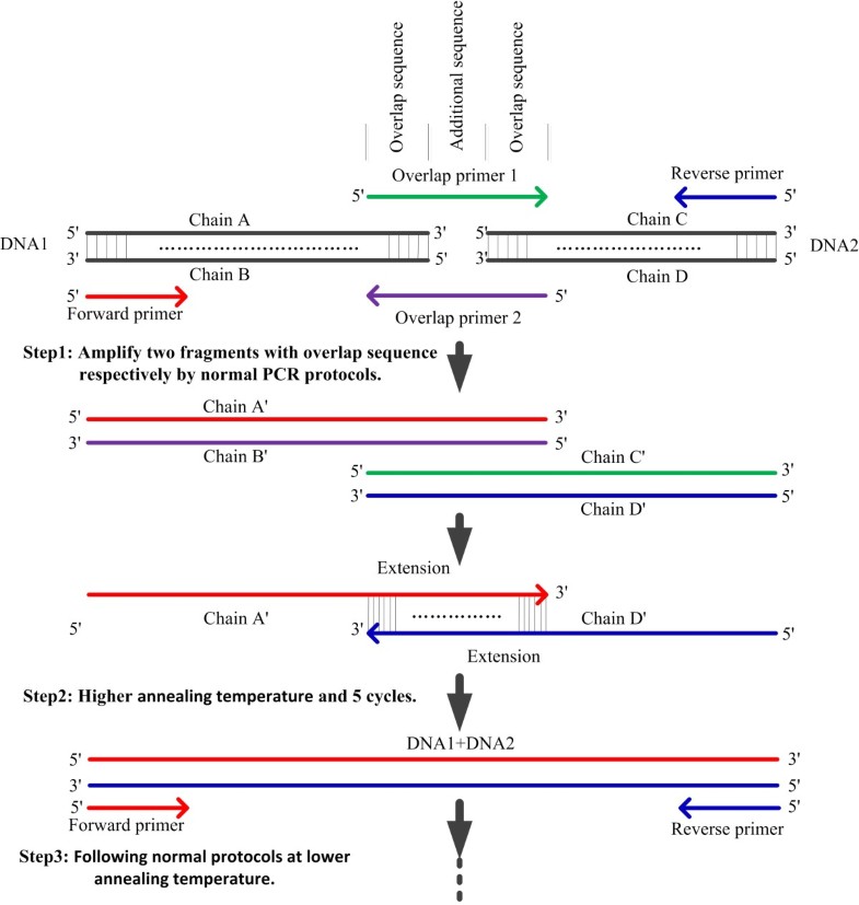 Simultaneous splicing of multiple DNA fragments in one PCR reaction ...