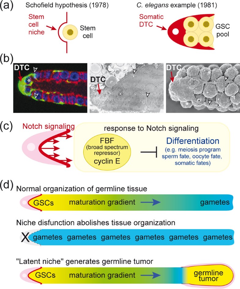 What does the concept of the stem cell niche really mean today? | BMC