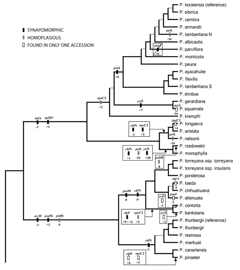 Increasing phylogenetic resolution at low taxonomic levels using