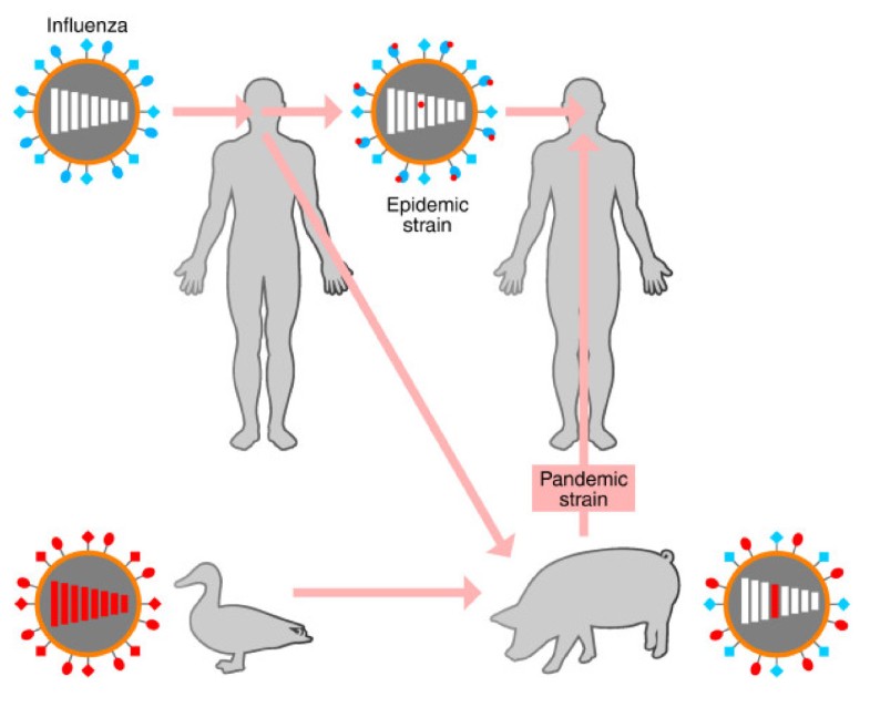 Q&A H1N1 pandemic influenza what's new? BMC Biology Full Text