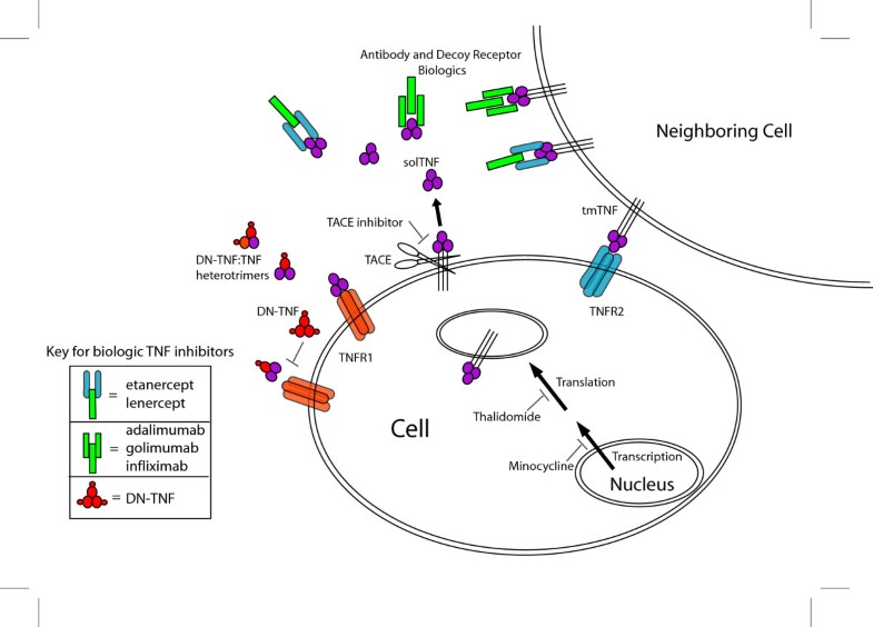TNF signaling inhibition in the CNS implications for normal brain function and