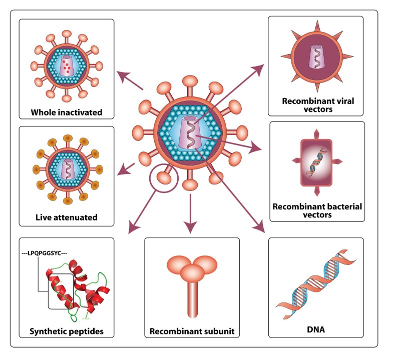 Pathogenicity and immunogenicity of attenuated, nef-deleted HIV-1 ...