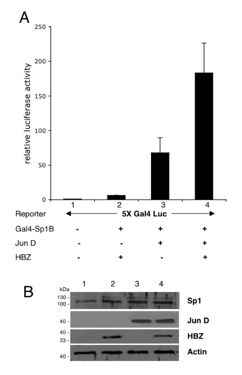 Absence D Anticorps Anti Htlv 1 Et 2