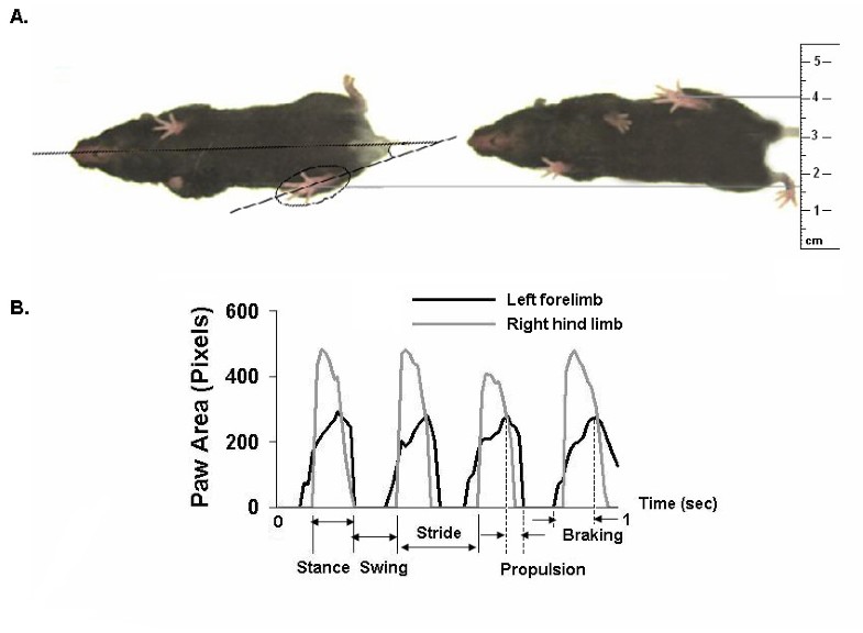 Gait dynamics in mouse models of Parkinson's disease and Huntington's