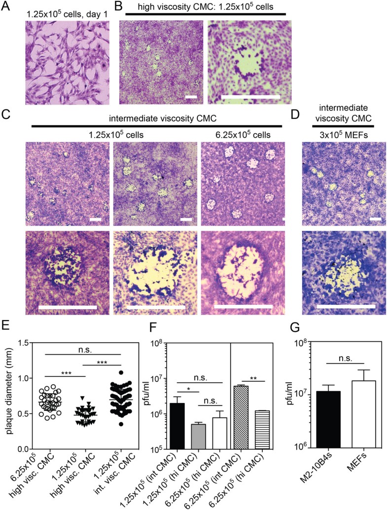 Resolving the titer of murine cytomegalovirus by plaque assay using the