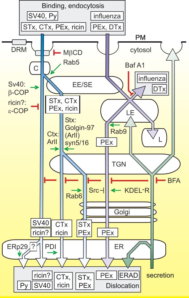 Retrograde transport pathways utilised by viruses and protein toxins