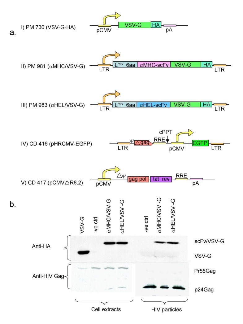 The effects of Nterminal insertion into VSVG of an scFv peptide Virology Journal Full Text