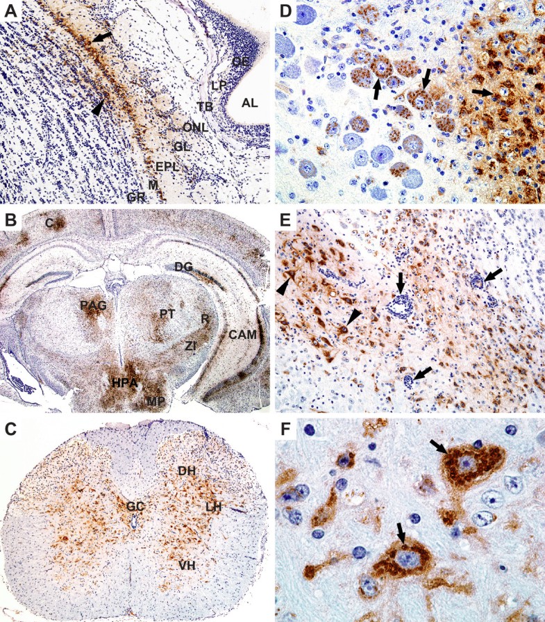 La Crosse virus infectivity, pathogenesis, and immunogenicity in mice
