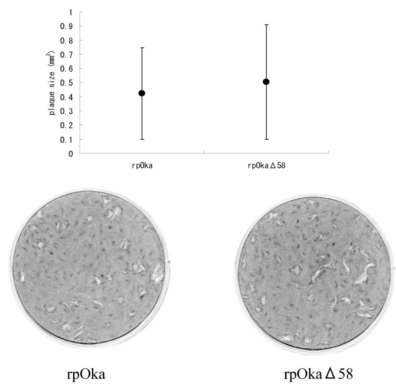 Varicellazoster virus ORF 58 gene is dispensable for viral replication