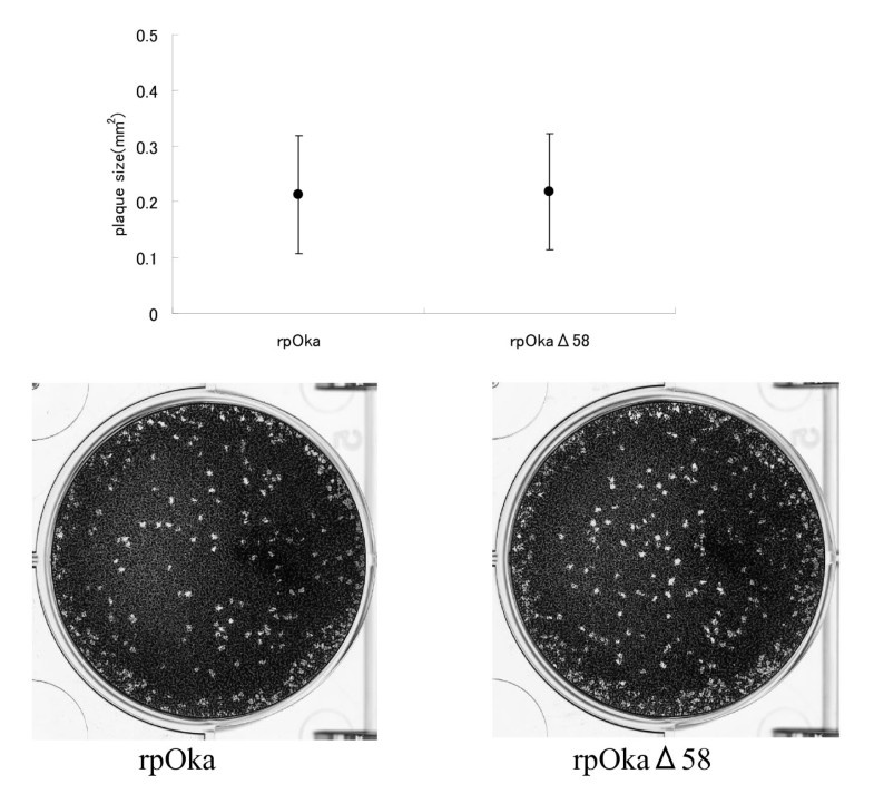 Varicellazoster virus ORF 58 gene is dispensable for viral replication