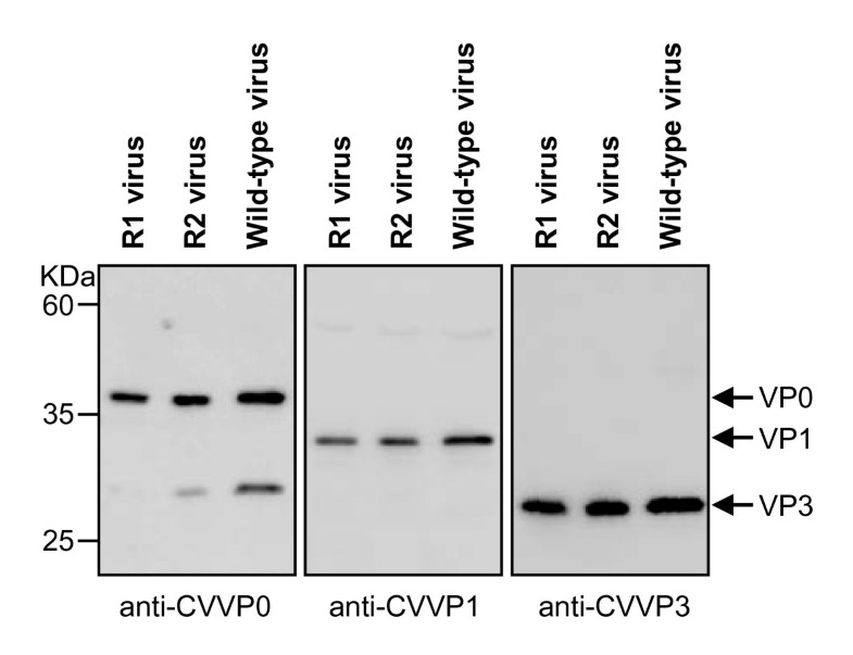Construction and characterization of an infectious clone of coxsackievirus A16 Virology