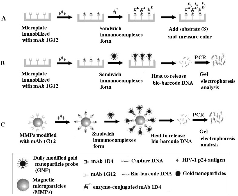 Two types of nanoparticlebased biobarcode amplification assays to